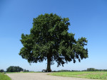 Paandersdijk